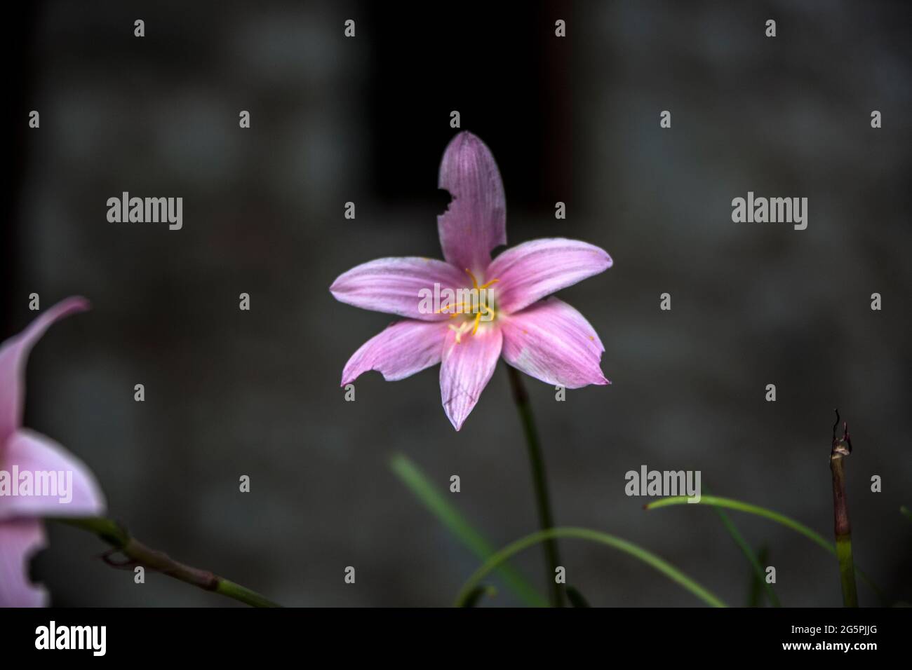 Hochwertige Full HD-Aufnahmen verschiedener Pflanzen, die hauptsächlich in der Amasya-Landschaft zu finden sind. Stockfoto