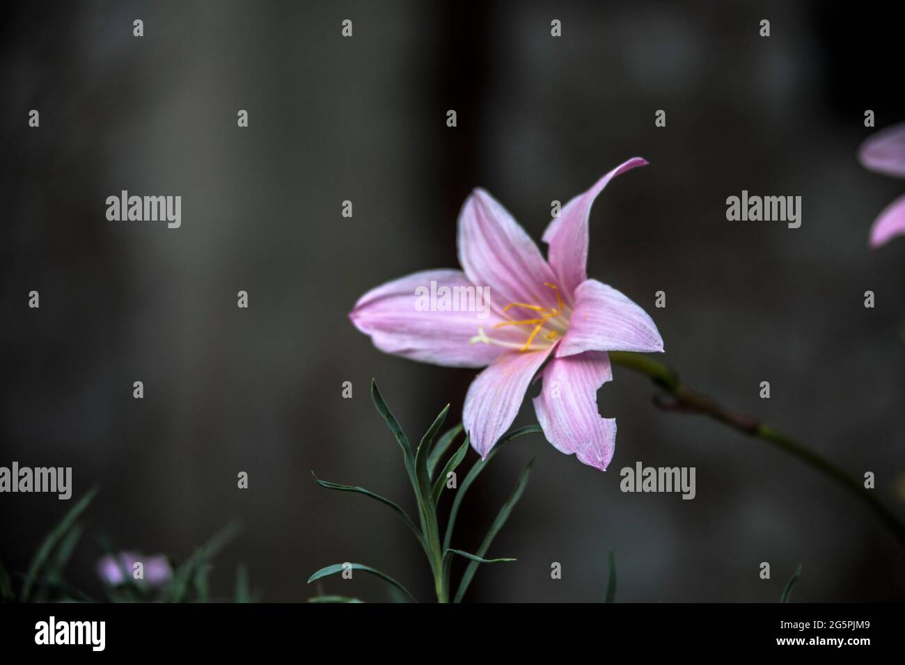 Hochwertige Full HD-Aufnahmen verschiedener Pflanzen, die hauptsächlich in der Amasya-Landschaft zu finden sind. Stockfoto