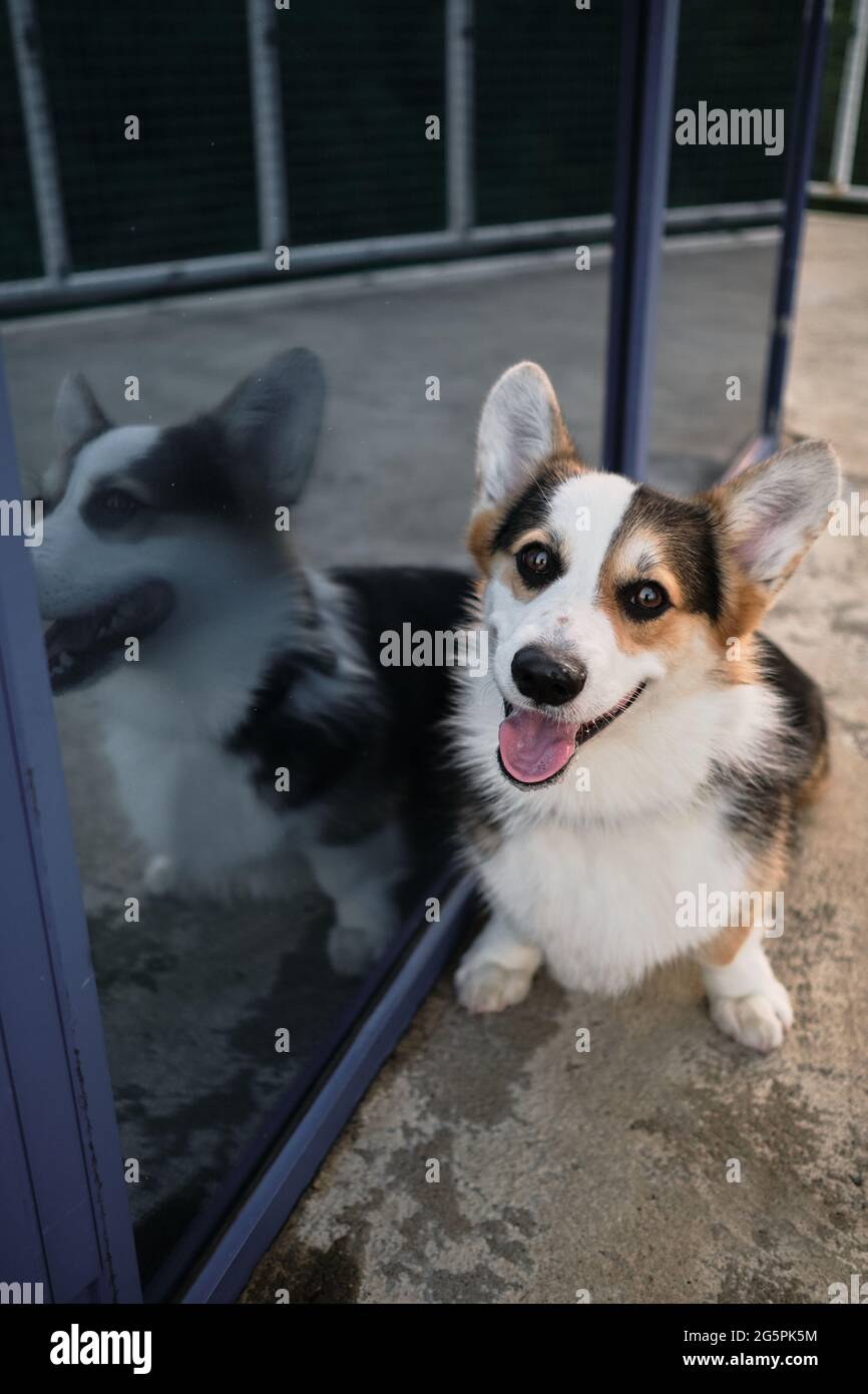 Doppeltes kreatives Corgi-Porträt. Welsh Corgi Pembroke Tricolor neben Spiegelbild des Schaufensters. Charmanter kleiner Schäferhund entdeckt und lernt Stockfoto