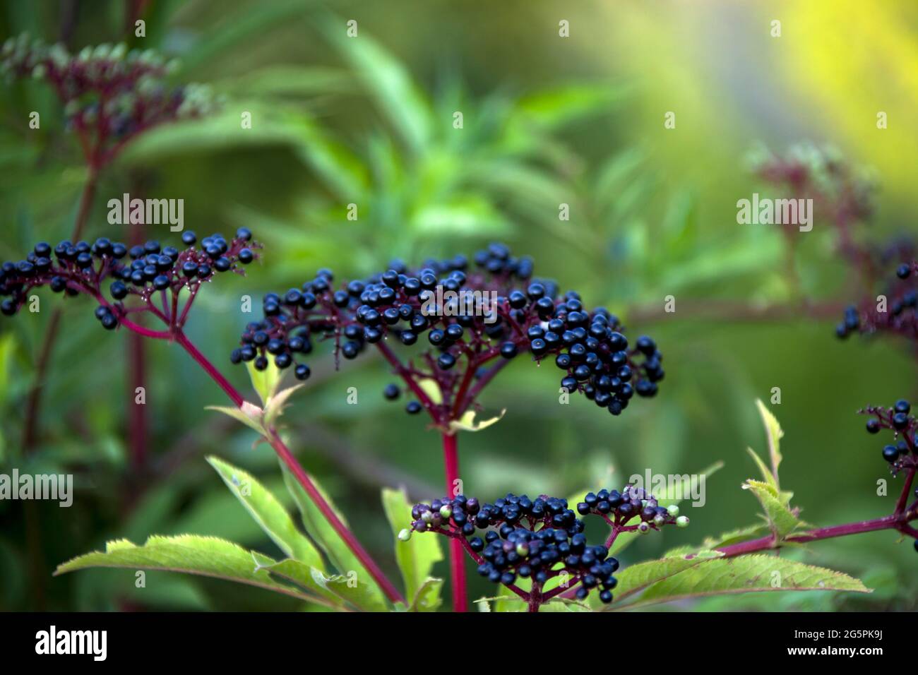 Hochwertige Full HD-Aufnahmen verschiedener Pflanzen, die hauptsächlich in der Amasya-Landschaft zu finden sind. Stockfoto