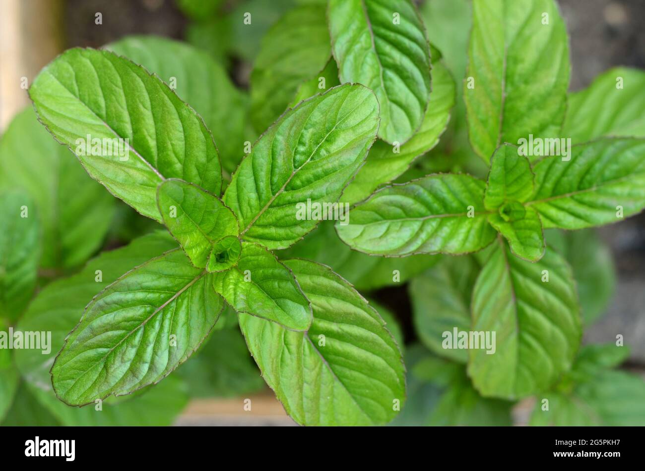Nahaufnahme von frischen grünen Minzblättern, Draufsicht. Heilpflanze und Honigpflanze. Stockfoto