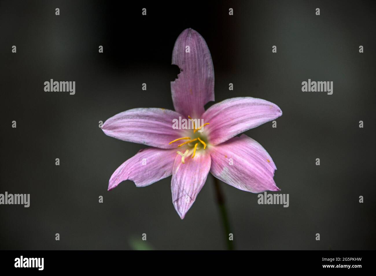Hochwertige Full HD-Aufnahmen verschiedener Pflanzen, die hauptsächlich in der Amasya-Landschaft zu finden sind. Stockfoto