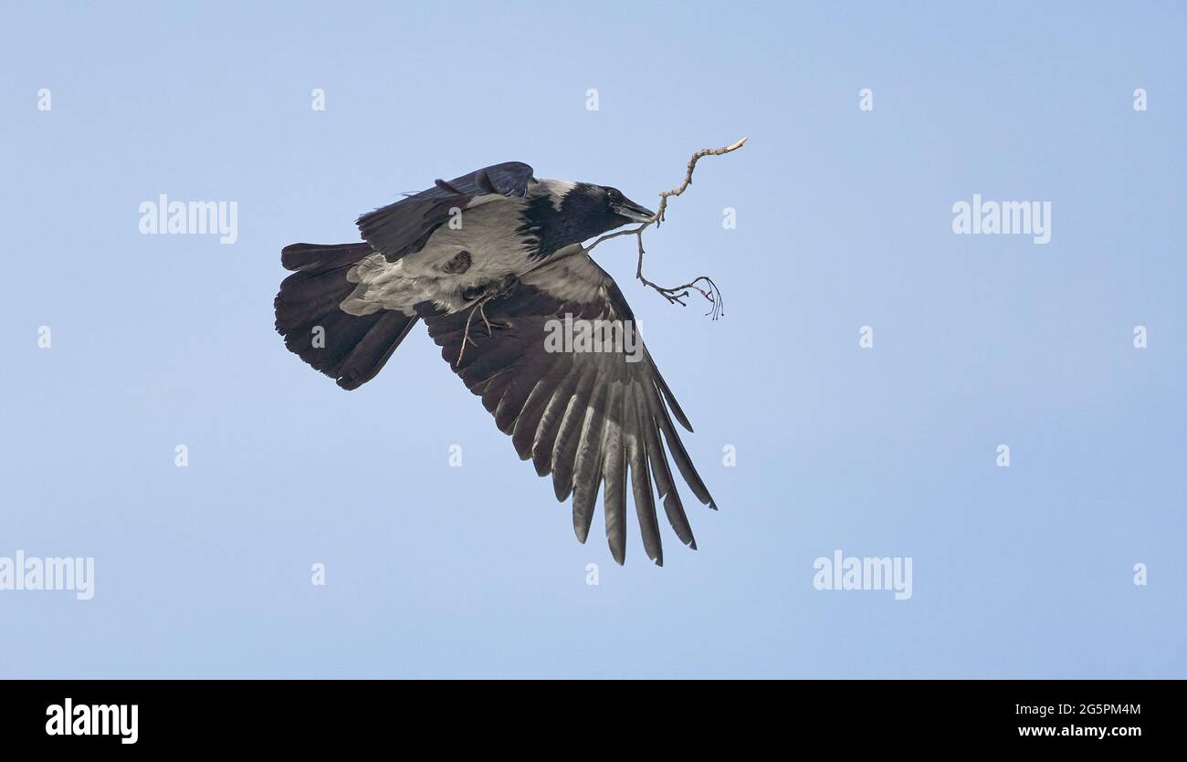 Eine Krähe fliegt mit einem Zweig im Schnabel Stockfoto