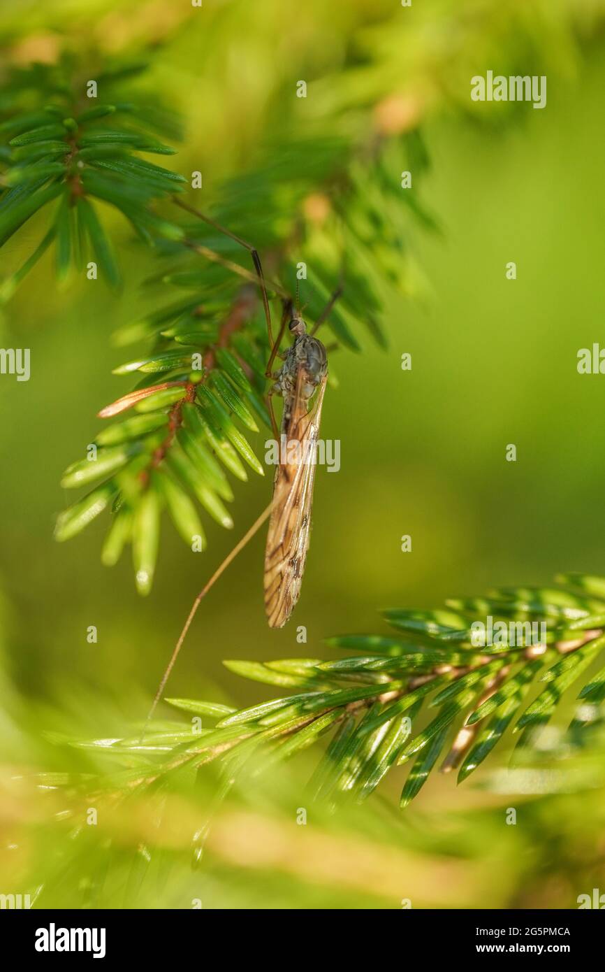 Große Mücke auf Fichtenzweigen Stockfoto