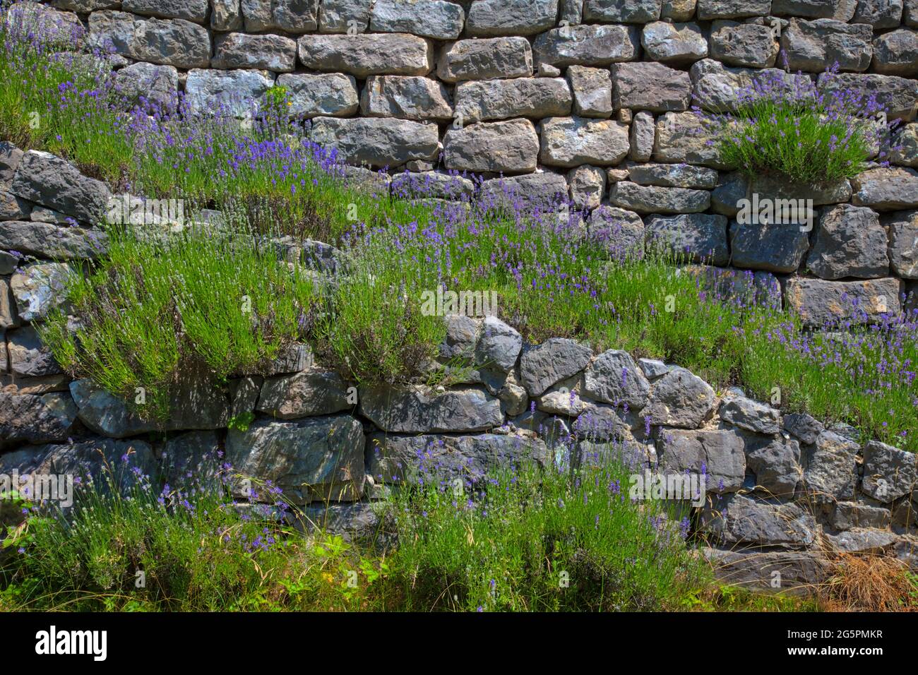 DE - BAVARIA: Lavendel (Lavandula angustifolia) entlang der Gartentreppe Stockfoto