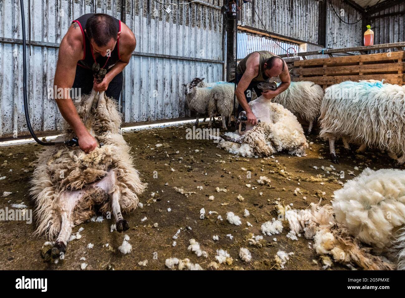 Gloun, West Cork, Irland. Juni 2021. An einem weiteren heißen Tag in Irland scheren die Schafzüchter John und Don ward Schafe in Gloun, West Cork. Die Temperaturen werden heute in den 20er Jahren bleiben, aber es wird für den Rest der Woche und bis zum Wochenende Regen erwartet. Quelle: AG News/Alamy Live News Stockfoto