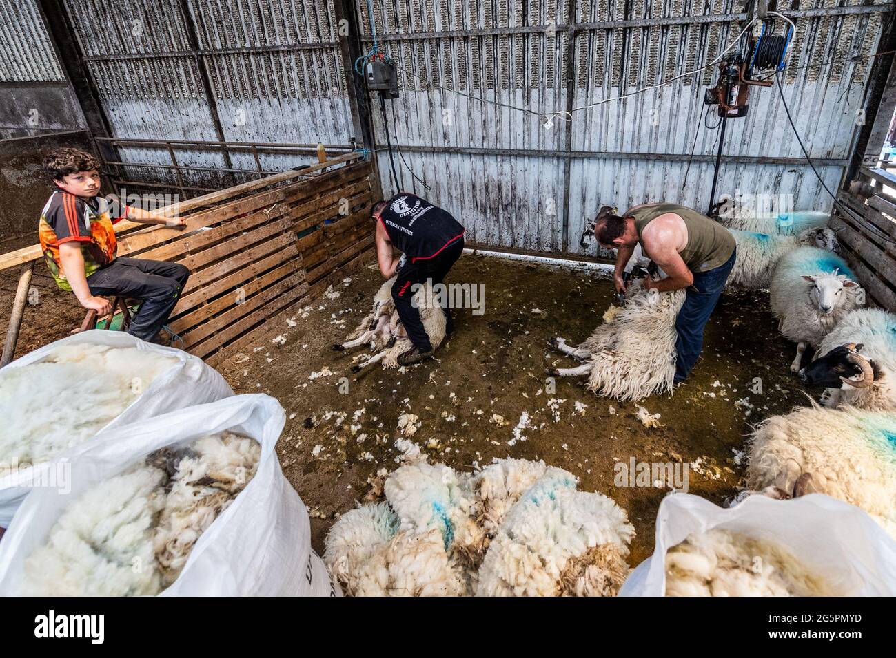 Gloun, West Cork, Irland. Juni 2021. An einem weiteren heißen Tag in Irland scheren die Schafzüchter John und Don ward Schafe in Gloun, West Cork, beobachtet von Micháel ward. Die Temperaturen werden heute in den 20er Jahren bleiben, aber es wird für den Rest der Woche und bis zum Wochenende Regen erwartet. Quelle: AG News/Alamy Live News Stockfoto