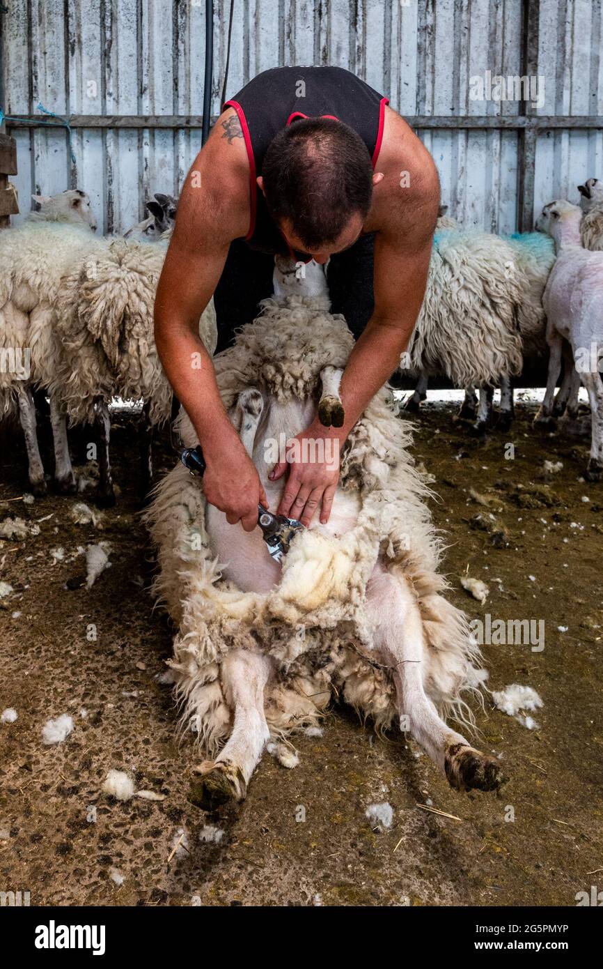 Gloun, West Cork, Irland. Juni 2021. An einem weiteren heißen Tag in Irland scheren Schafzüchter John ward in Gloun, West Cork, Schafe. Die Temperaturen werden heute in den 20er Jahren bleiben, aber es wird für den Rest der Woche und bis zum Wochenende Regen erwartet. Quelle: AG News/Alamy Live News Stockfoto