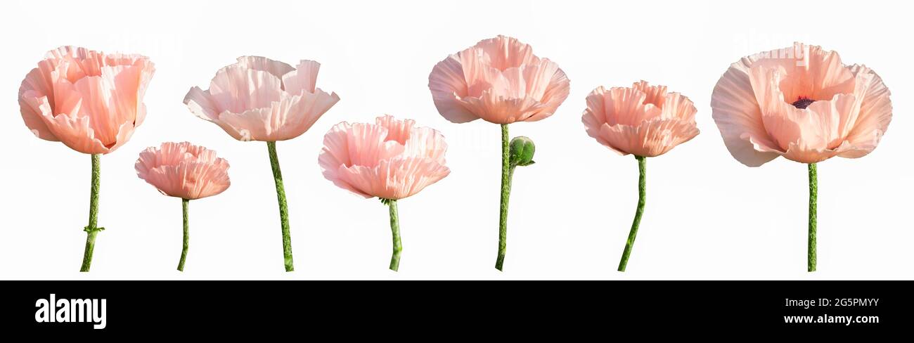 Set aus verschiedenen rosa Mohnblumen auf weißem Hintergrund isoliert. Mohnknospe. Rosafarbene Blume. Garten mehrjährige orientalischen Mohn. Banner. Sommerblumen. Stockfoto
