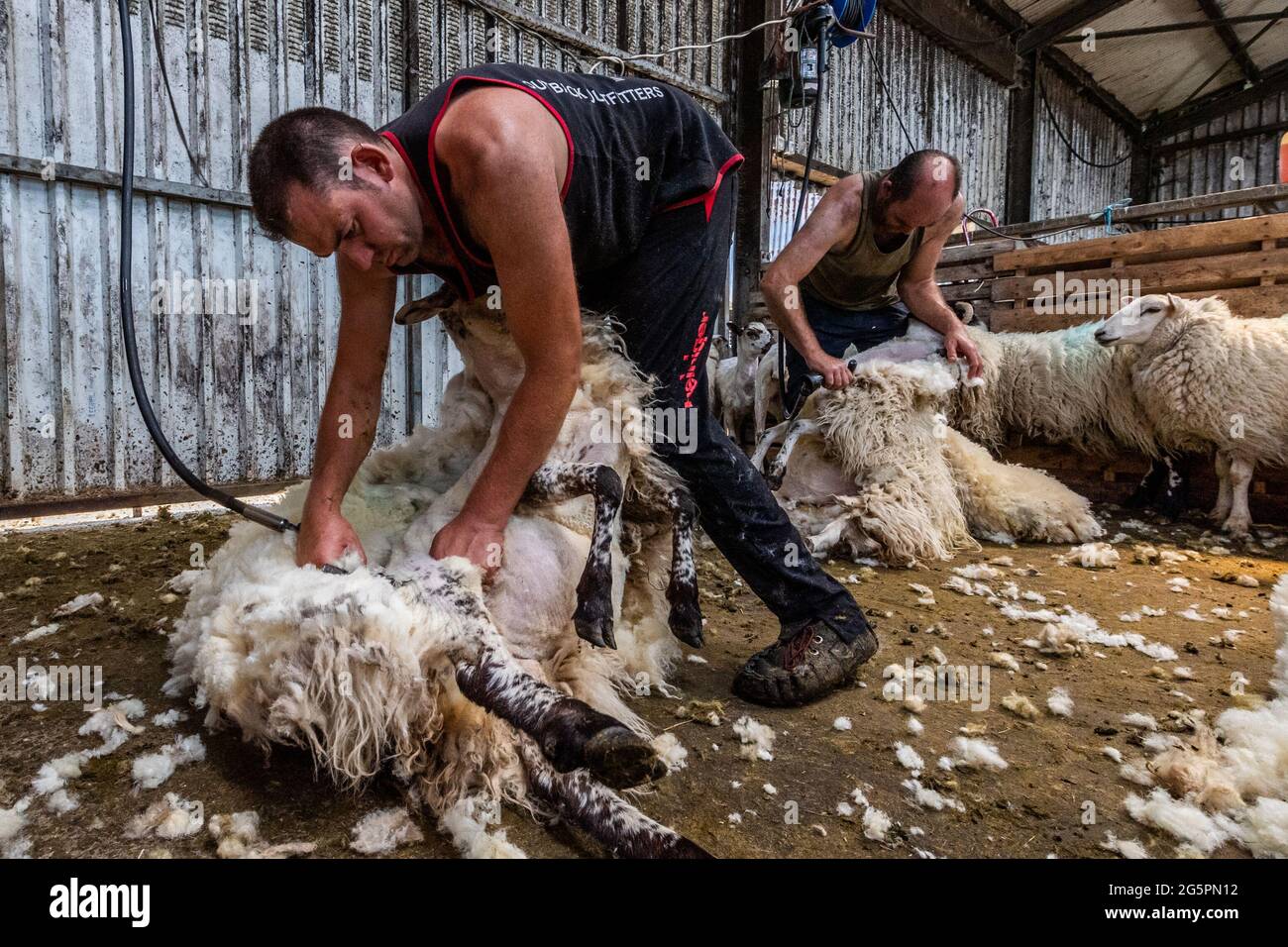 Gloun, West Cork, Irland. Juni 2021. An einem weiteren heißen Tag in Irland scheren die Schafzüchter John und Don ward Schafe in Gloun, West Cork. Die Temperaturen werden heute in den 20er Jahren bleiben, aber es wird für den Rest der Woche und bis zum Wochenende Regen erwartet. Quelle: AG News/Alamy Live News Stockfoto