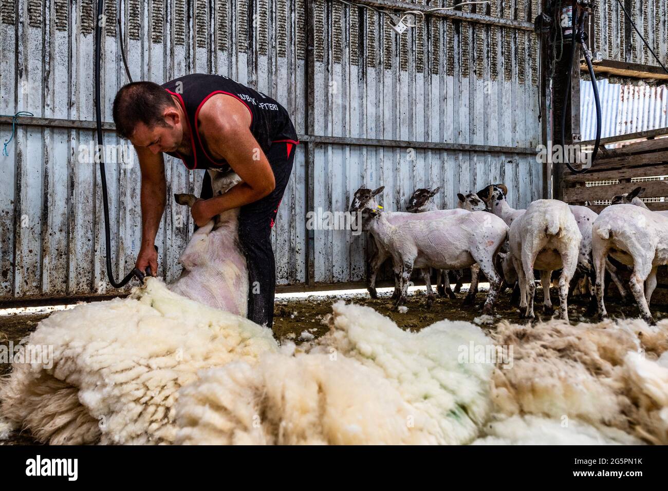 Gloun, West Cork, Irland. Juni 2021. An einem weiteren heißen Tag in Irland scheren Schafzüchter John ward in Gloun, West Cork, Schafe. Die Temperaturen werden heute in den 20er Jahren bleiben, aber es wird für den Rest der Woche und bis zum Wochenende Regen erwartet. Quelle: AG News/Alamy Live News Stockfoto