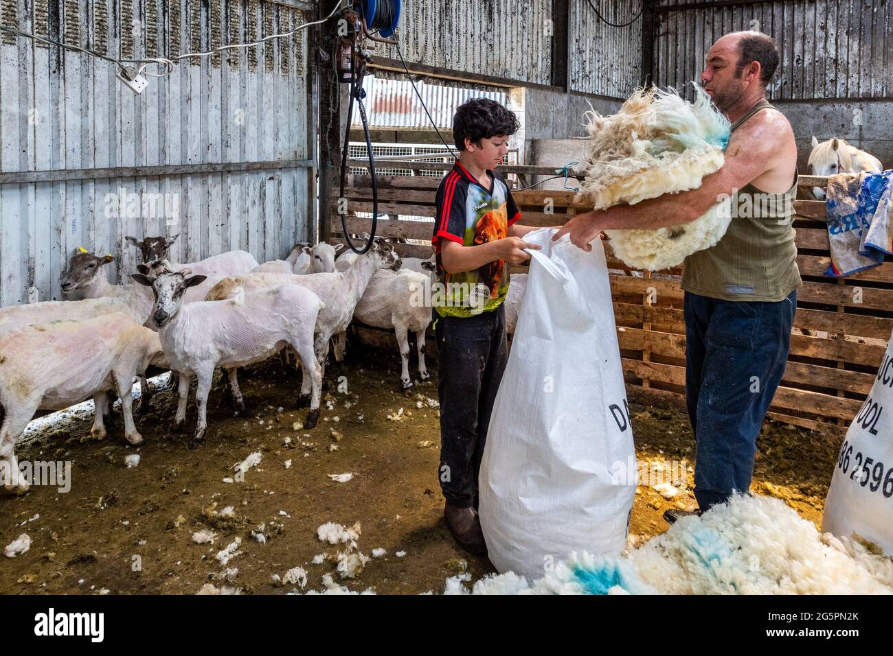 Gloun, West Cork, Irland. Juni 2021. An einem weiteren heißen Tag in Irland laden der Schafzüchter Don ward und sein Sohn Micháel Wolle in Beutel, die in Gloun, West Cork, verkauft werden. Die Temperaturen werden heute in den 20er Jahren bleiben, aber es wird für den Rest der Woche und bis zum Wochenende Regen erwartet. Quelle: AG News/Alamy Live News Stockfoto