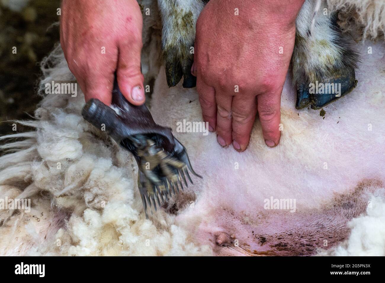 Gloun, West Cork, Irland. Juni 2021. An einem weiteren heißen Tag in Irland scheren Schafzüchter John ward in Gloun, West Cork, Schafe. Die Temperaturen werden heute in den 20er Jahren bleiben, aber es wird für den Rest der Woche und bis zum Wochenende Regen erwartet. Quelle: AG News/Alamy Live News Stockfoto