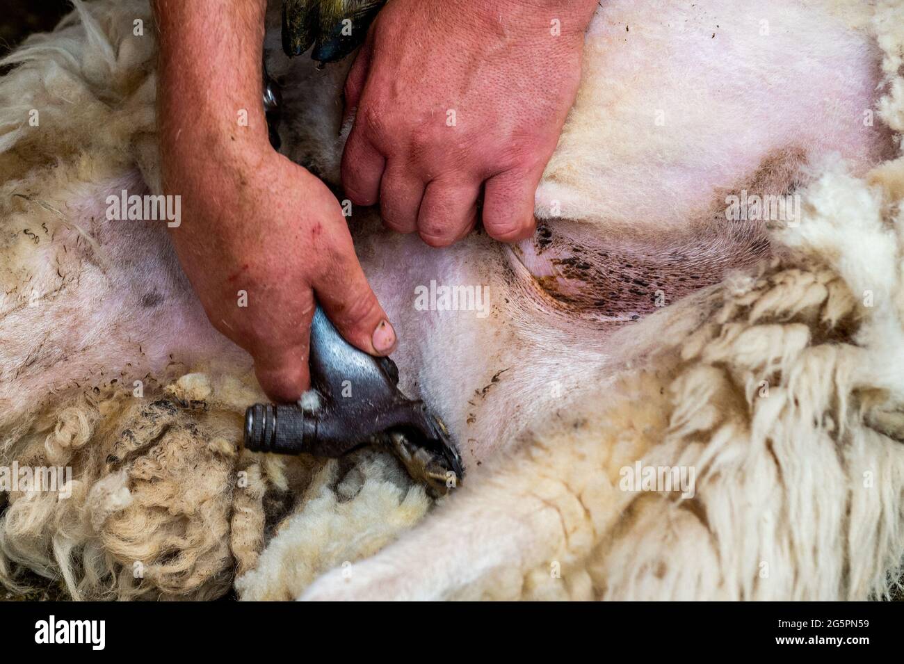 Gloun, West Cork, Irland. Juni 2021. An einem weiteren heißen Tag in Irland scheren Schafzüchter John ward in Gloun, West Cork, Schafe. Die Temperaturen werden heute in den 20er Jahren bleiben, aber es wird für den Rest der Woche und bis zum Wochenende Regen erwartet. Quelle: AG News/Alamy Live News Stockfoto