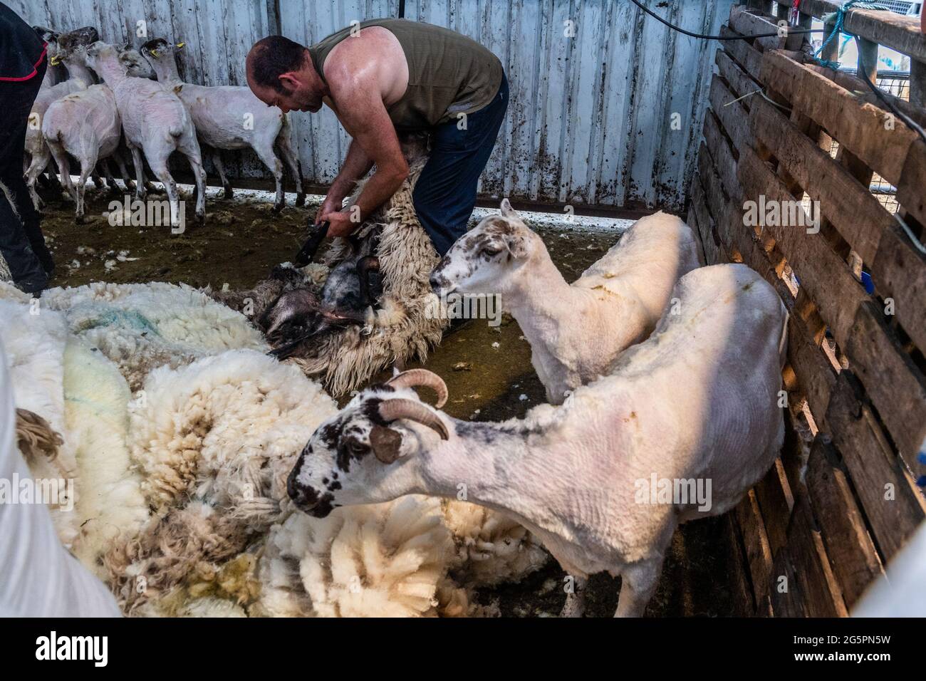 Gloun, West Cork, Irland. Juni 2021. An einem weiteren heißen Tag in Irland scheren Schafzüchter Don ward in Gloun, West Cork, Schafe. Die Temperaturen werden heute in den 20er Jahren bleiben, aber es wird für den Rest der Woche und bis zum Wochenende Regen erwartet. Quelle: AG News/Alamy Live News Stockfoto