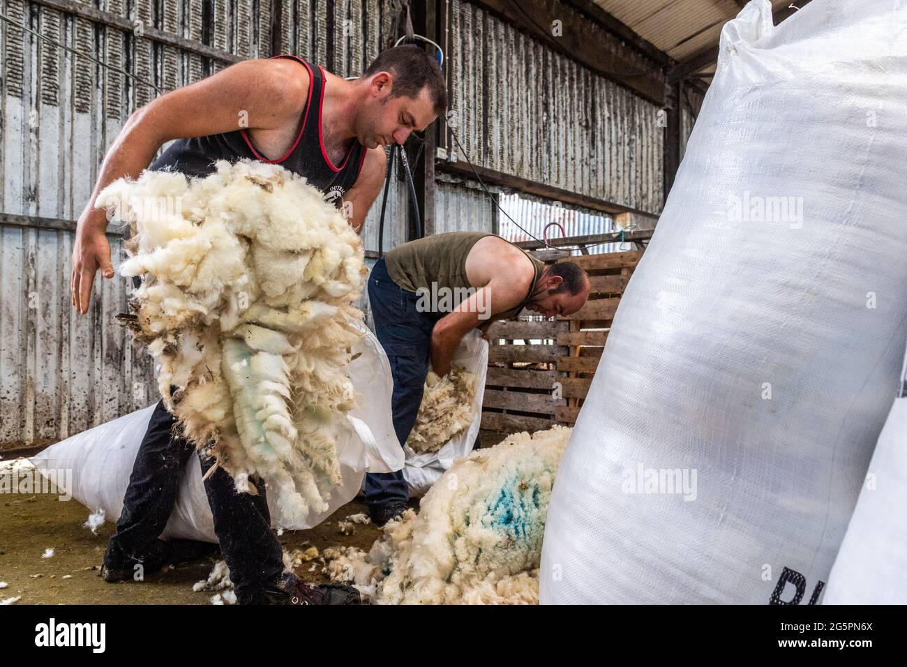 Gloun, West Cork, Irland. Juni 2021. An einem weiteren heißen Tag in Irland laden die Schafzüchter John und Don ward Wolle in Beutel, die in Gloun, West Cork, zum Verkauf angeboten werden. Die Temperaturen werden heute in den 20er Jahren bleiben, aber es wird für den Rest der Woche und bis zum Wochenende Regen erwartet. Quelle: AG News/Alamy Live News Stockfoto