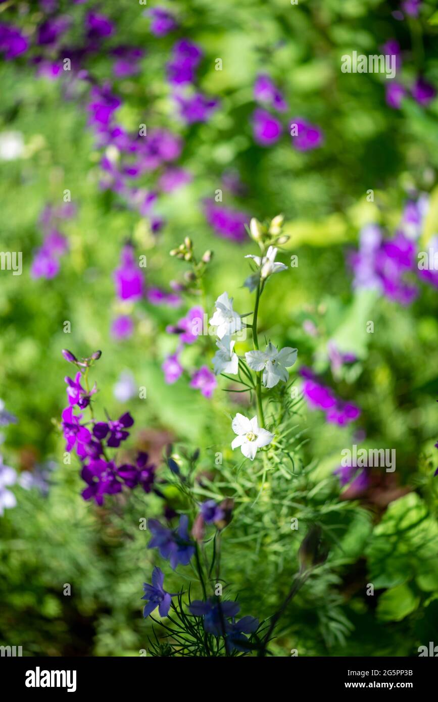 Kleine Fliederblumen wachsen auf dem Land Stockfoto
