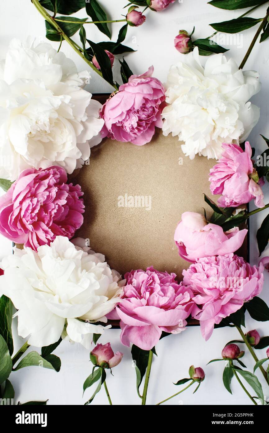 Einfacher, flach gewickelter Blumenrahmen aus rosa und weißen Pfingstrosen, Konzept für die Frühlings- und Sommersaison Stockfoto