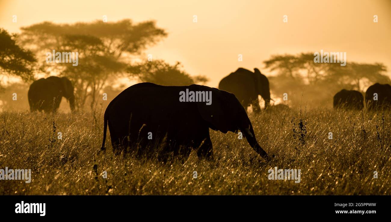 Der afrikanische Buschelefant ist auch als der afrikanische Savannenelefant bekannt Stockfoto