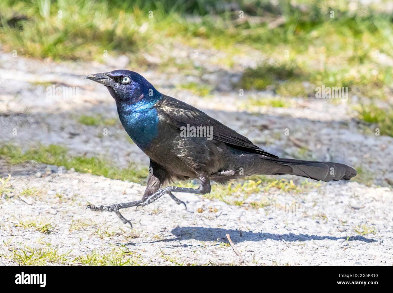 Gemeiner Grackel ( Quiscalus quiscula ) läuft mit beiden Beinen in der Luft Stockfoto