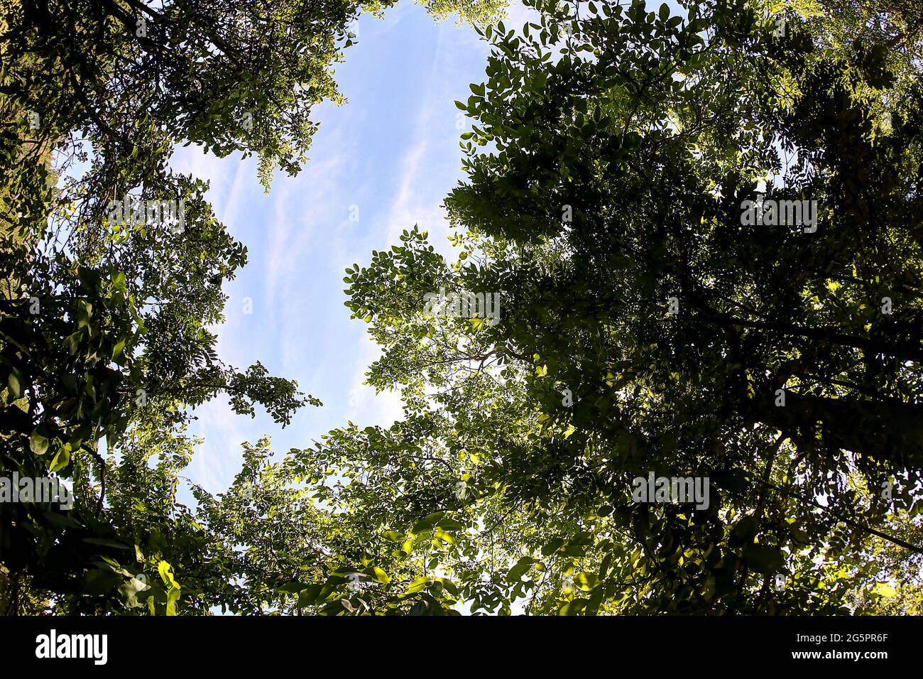 Baum und Blätter am blauen Himmel Stockfoto