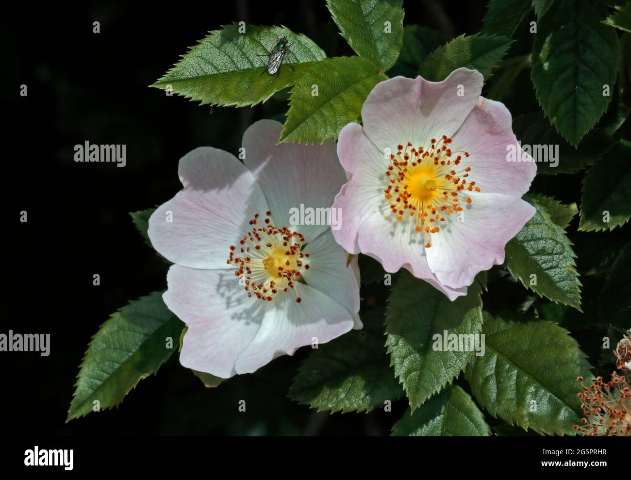 Wild Rose, Großbritannien Stockfoto