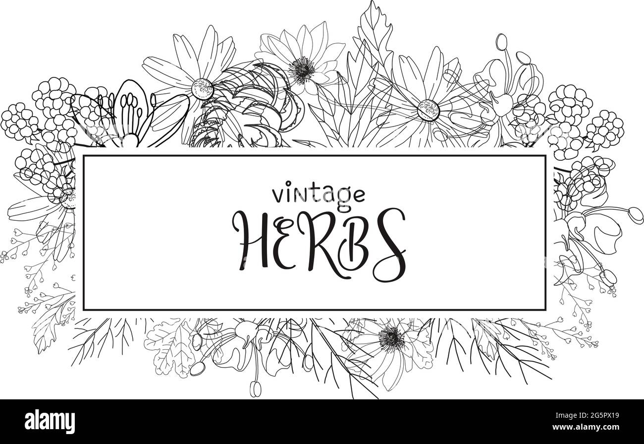 Vorlage Karte mit Heilkräutern. vektor-Vorlage. Wilde Heilpflanzen. Retro-Blumen. Abbildung der Handzeichnung. Gravurstil. Botanisch Stock Vektor