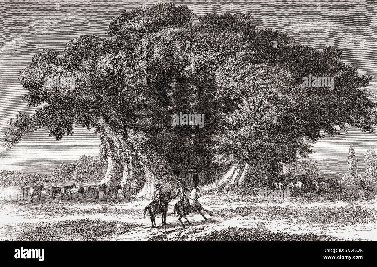 Die Hundert-Pferde-Kastanie, der größte und älteste bekannte Kastanienbaum der Welt, der möglicherweise zwischen 2,000 und 4,000 Jahre alt ist, wurde in Sant'Alfio, am östlichen Hang des Ätna, Sizilien, Italien, gefunden. Die Edelkastanie ist in den Guinness-Weltrekorden als „größter Baumumfang aller Zeiten“ aufgeführt, mit einem Umfang von 57.9 m (190 ft), als sie 1780 gemessen wurde. Über der Erde hat sich der Baum seitdem in mehrere große Stämme gespalten, aber unter der Erde haben diese Stämme immer noch die gleichen Wurzeln. Der Legende nach waren eine Königin von Aragon und ihre Gesellschaft von 100 Rittern während einer Reise zum Ätna c Stockfoto