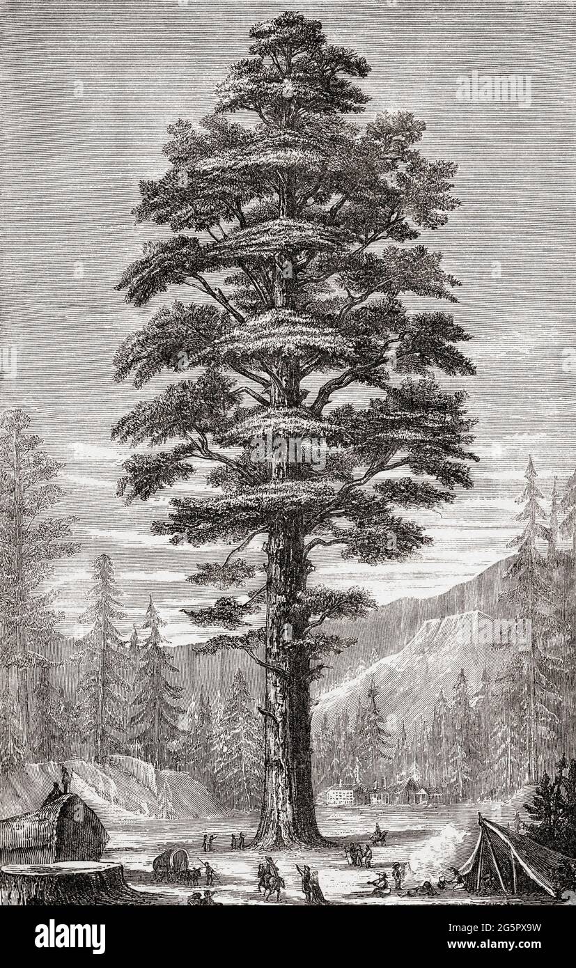 Riesiger Mammutbaum aus Kalifornien, auch bekannt als riesiger Mammutbaum, Sierra-Mammutbaum, Sierran-Mammutbaum, Wellingtonia oder einfach großer Baum, Sequoiadendron giganteum. Aus dem Universum oder, das unendlich große und das unendlich kleine, veröffentlicht 1882. Stockfoto