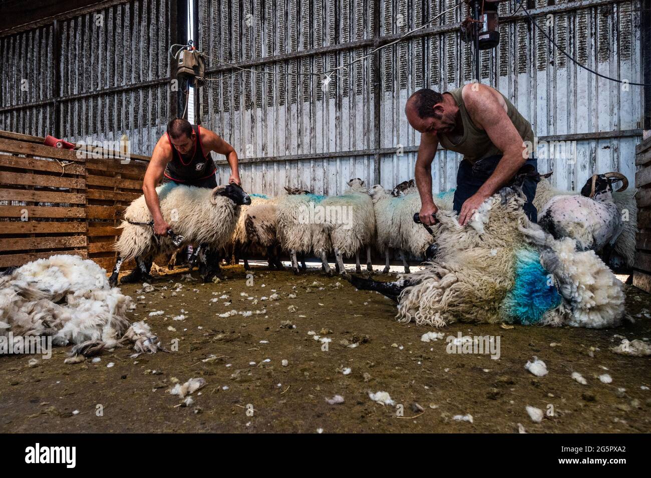 Gloun, West Cork, Irland. Juni 2021. An einem weiteren heißen Tag in Irland scheren die Schafzüchter John und Don ward Schafe in Gloun, West Cork. Die Temperaturen werden heute in den 20er Jahren bleiben, aber es wird für den Rest der Woche und bis zum Wochenende Regen erwartet. Quelle: AG News/Alamy Live News Stockfoto