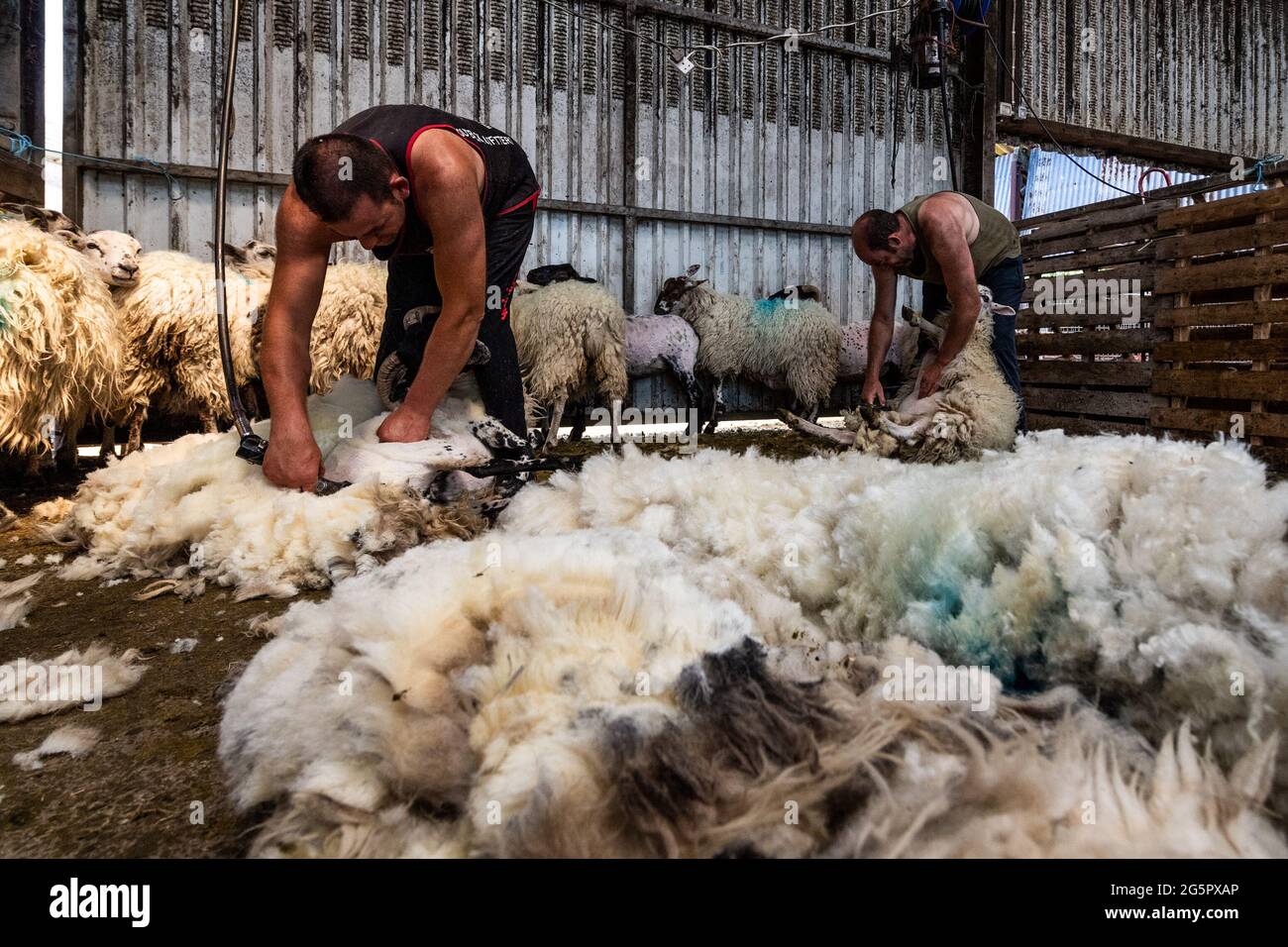 Gloun, West Cork, Irland. Juni 2021. An einem weiteren heißen Tag in Irland scheren die Schafzüchter John und Don ward Schafe in Gloun, West Cork. Die Temperaturen werden heute in den 20er Jahren bleiben, aber es wird für den Rest der Woche und bis zum Wochenende Regen erwartet. Quelle: AG News/Alamy Live News Stockfoto