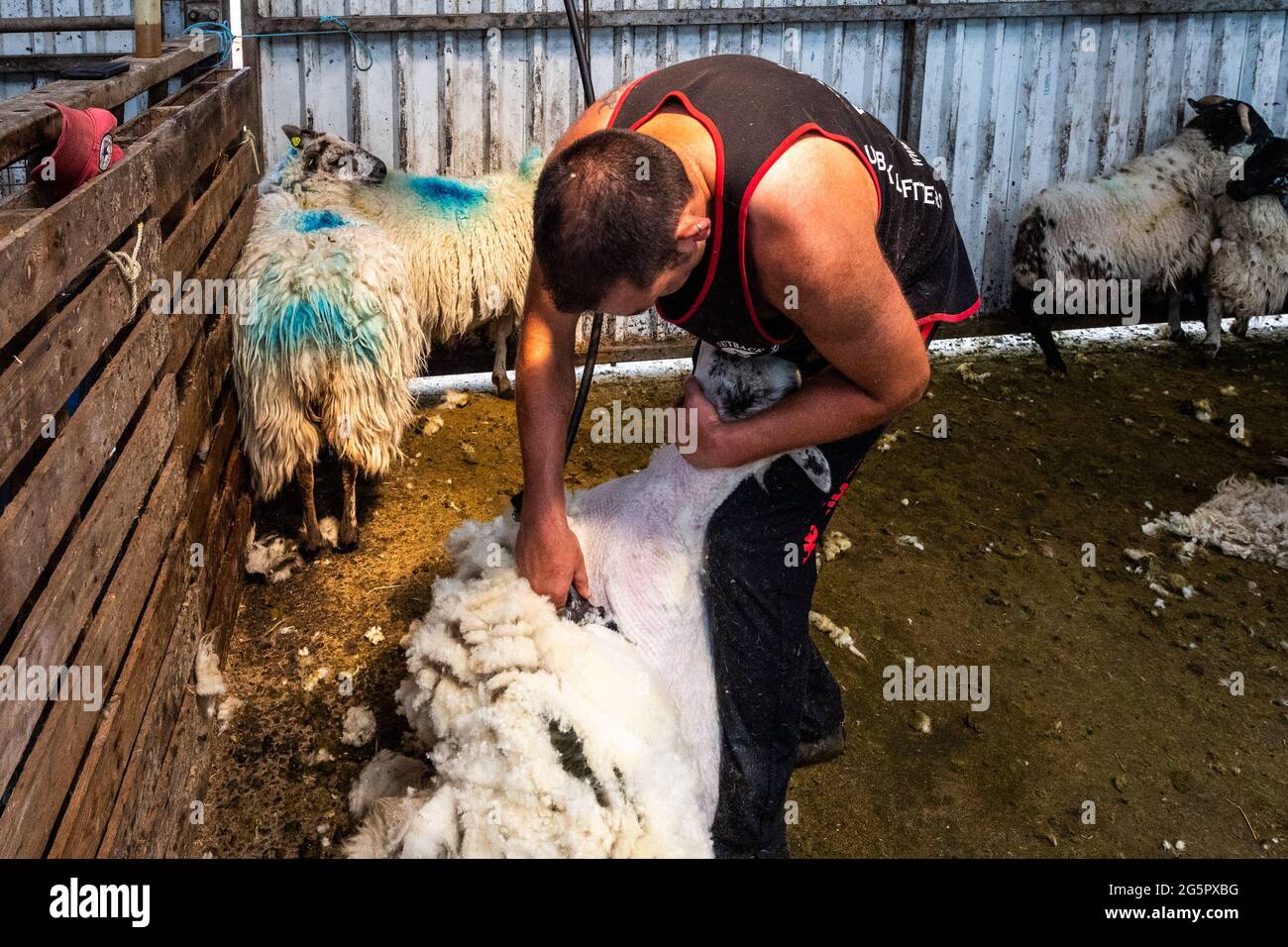 Gloun, West Cork, Irland. Juni 2021. An einem weiteren heißen Tag in Irland scheren Schafzüchter John ward in Gloun, West Cork, Schafe. Die Temperaturen werden heute in den 20er Jahren bleiben, aber es wird für den Rest der Woche und bis zum Wochenende Regen erwartet. Quelle: AG News/Alamy Live News Stockfoto