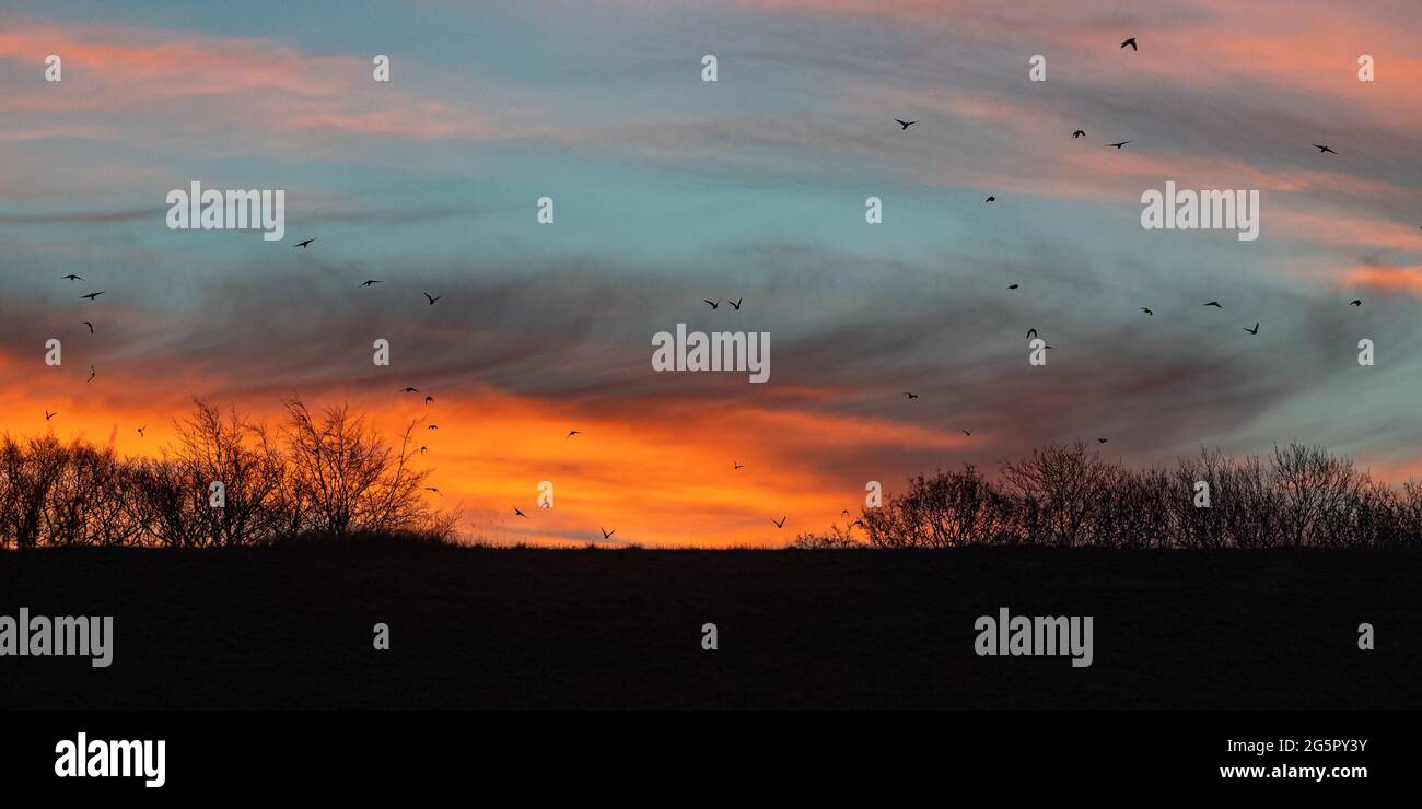 Farbenfroher Sonnenaufgang mit einer Vogelschar, die in einem Suffolk-Himmel fliegt. Stockfoto