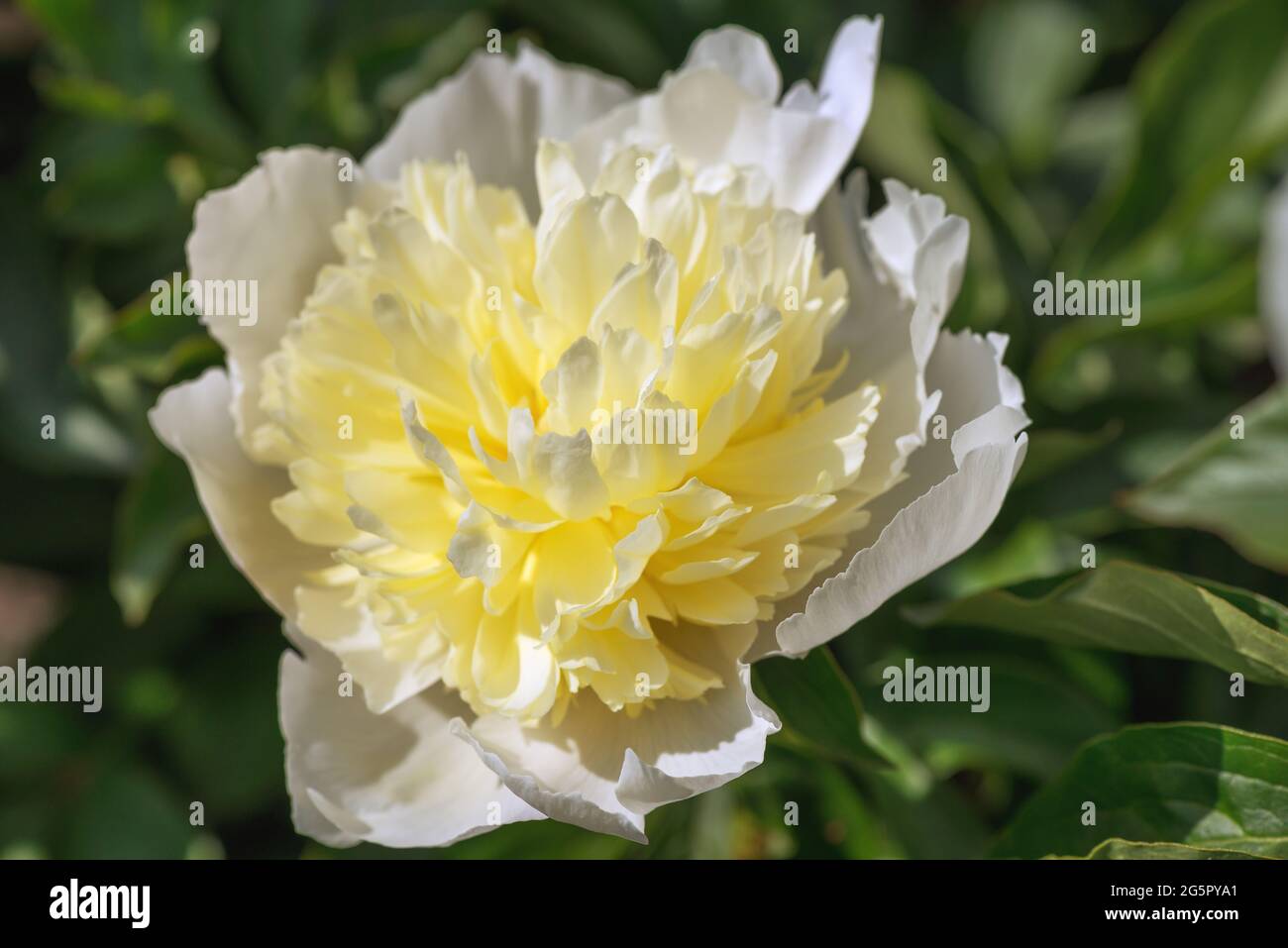 Pfingstrose-Fee in Lotusform. Üppige Blütenstände werden aus zarten halbdoppelten Blüten gebildet, die eine raffinierte Weiblichkeit verkörpern. Großes zartes Rosa Stockfoto