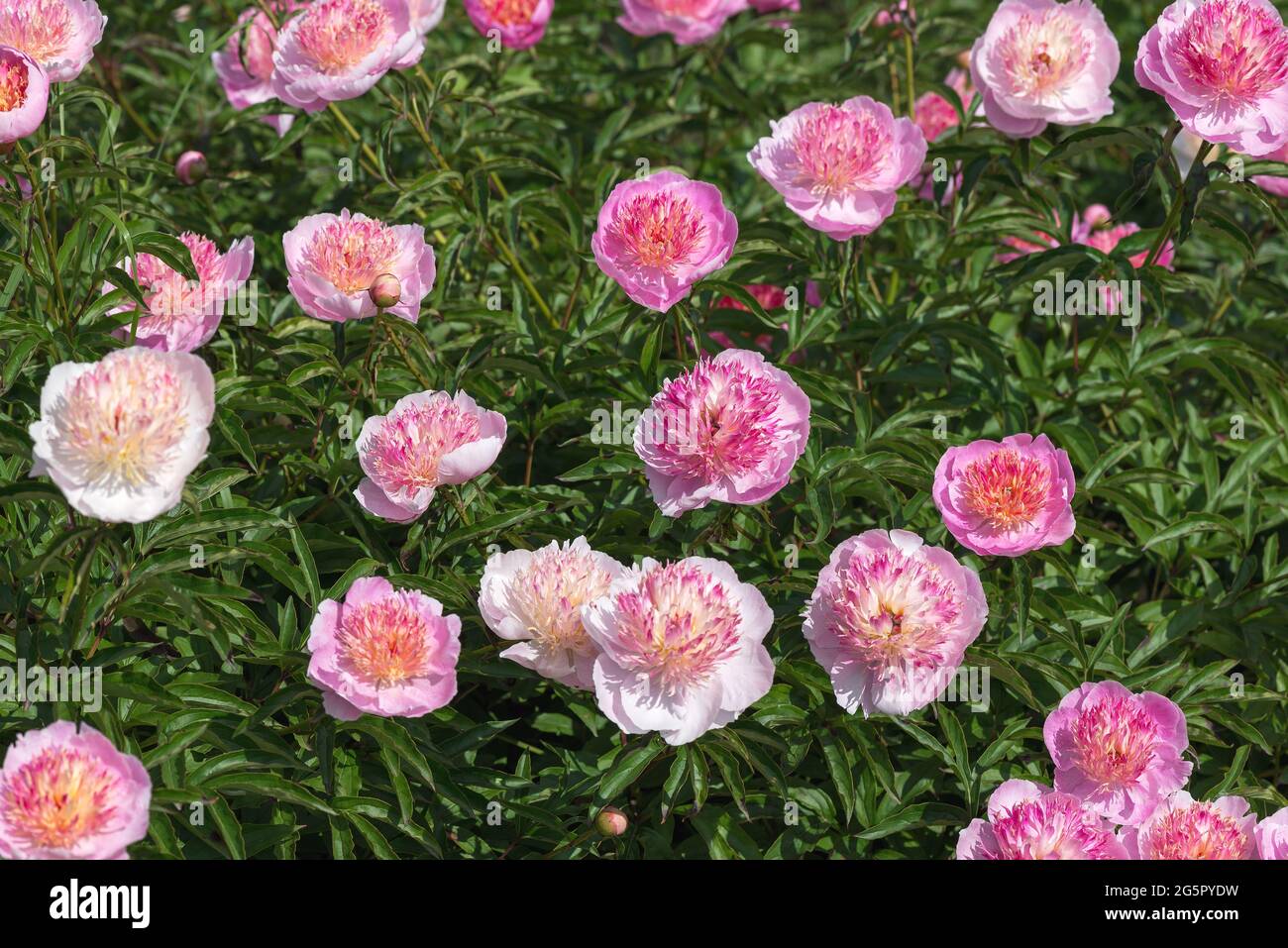 Peony Neon - einer der beliebtesten 'Japaner'! Die Blütenstände sind zweireihig, schalenförmig, leuchtend rosa-lila gefärbt. Stockfoto