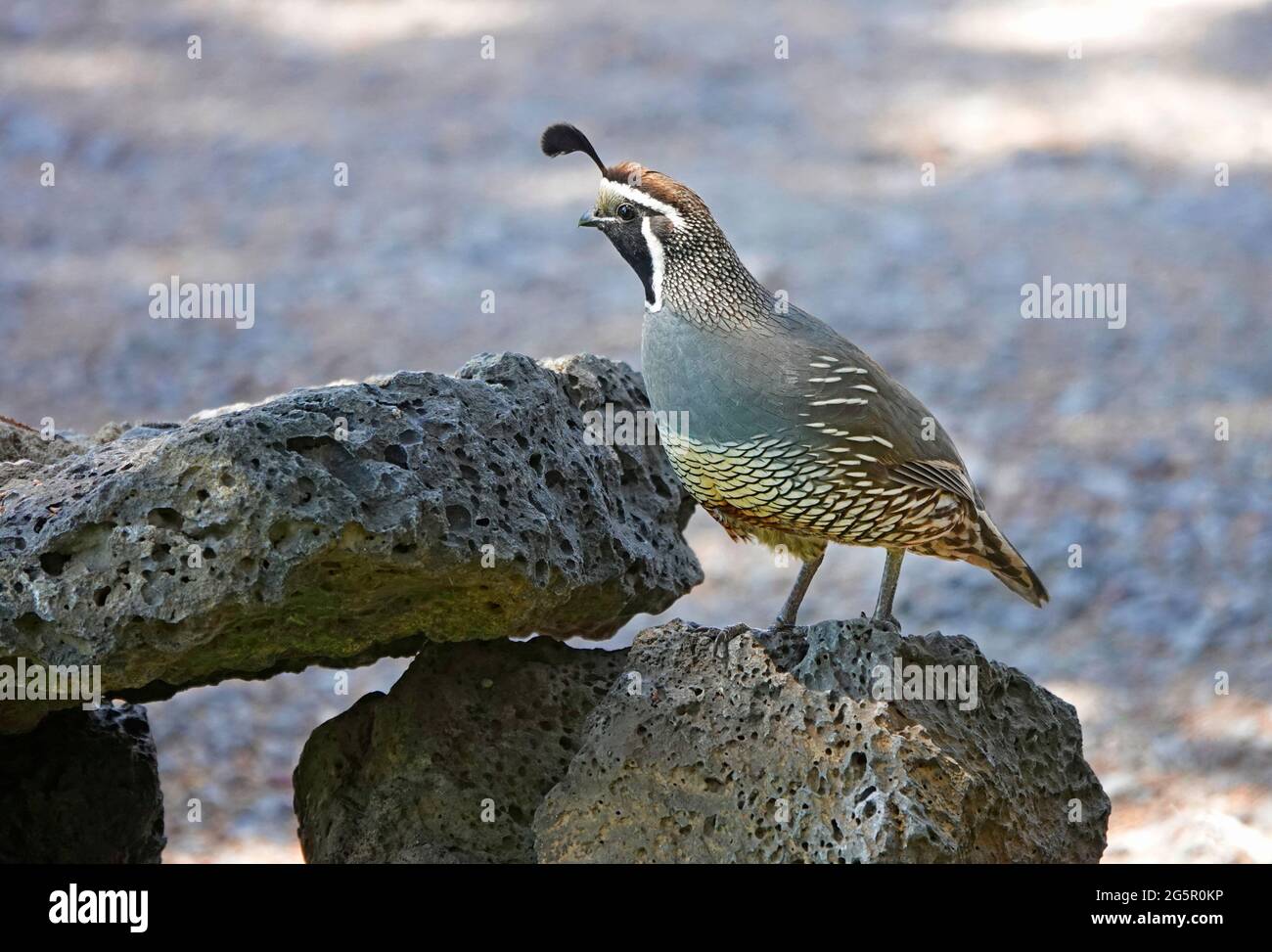 Ein Männchen, eine kalifornische Wachtel (Callipepla californica), die als „Wachvögel“ für ein Weibchen mit Küken fungiert, während sie sich ernähren. Stockfoto