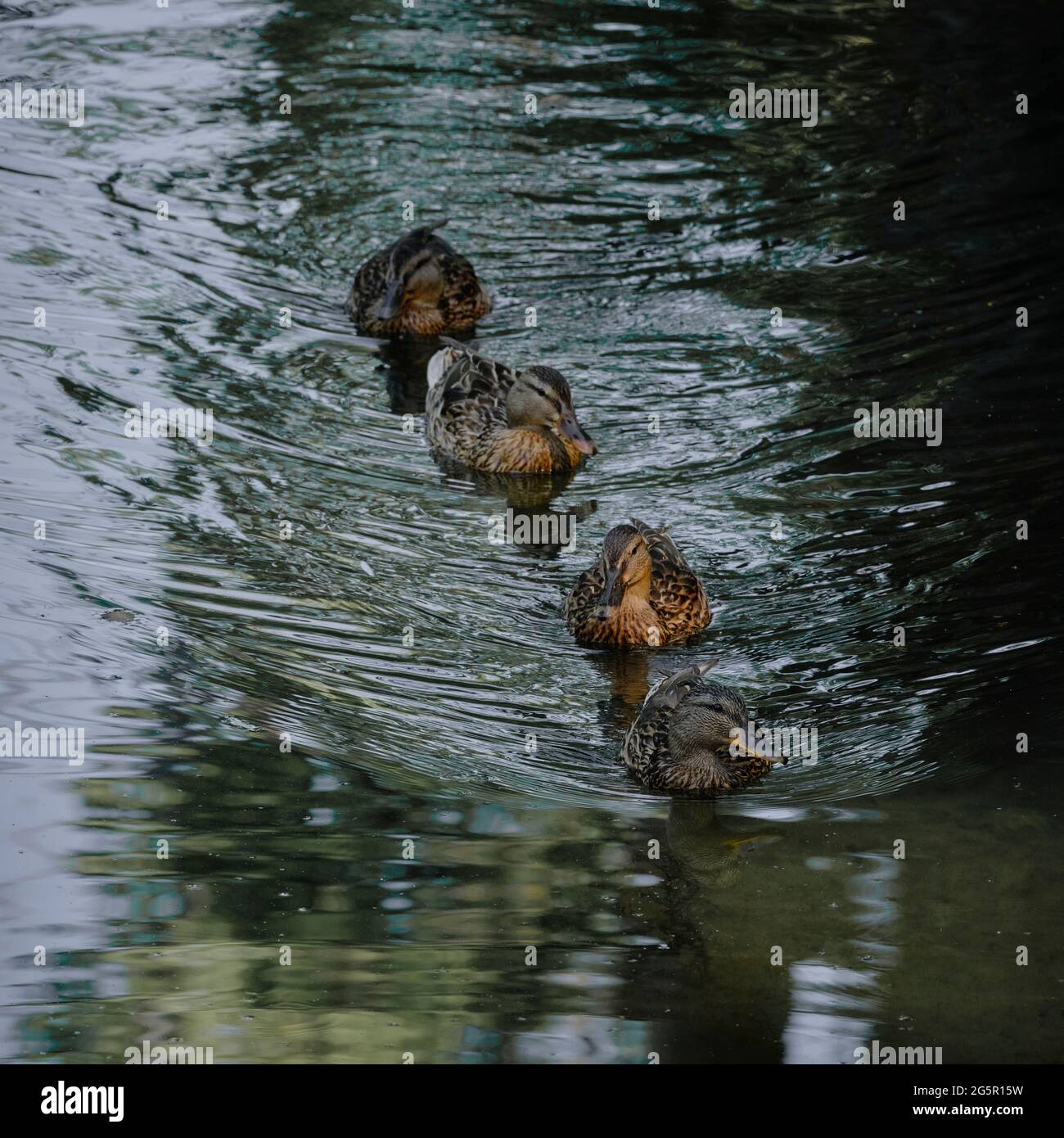 Vier braune Enten schwimmen nacheinander über den Fluss Stockfoto