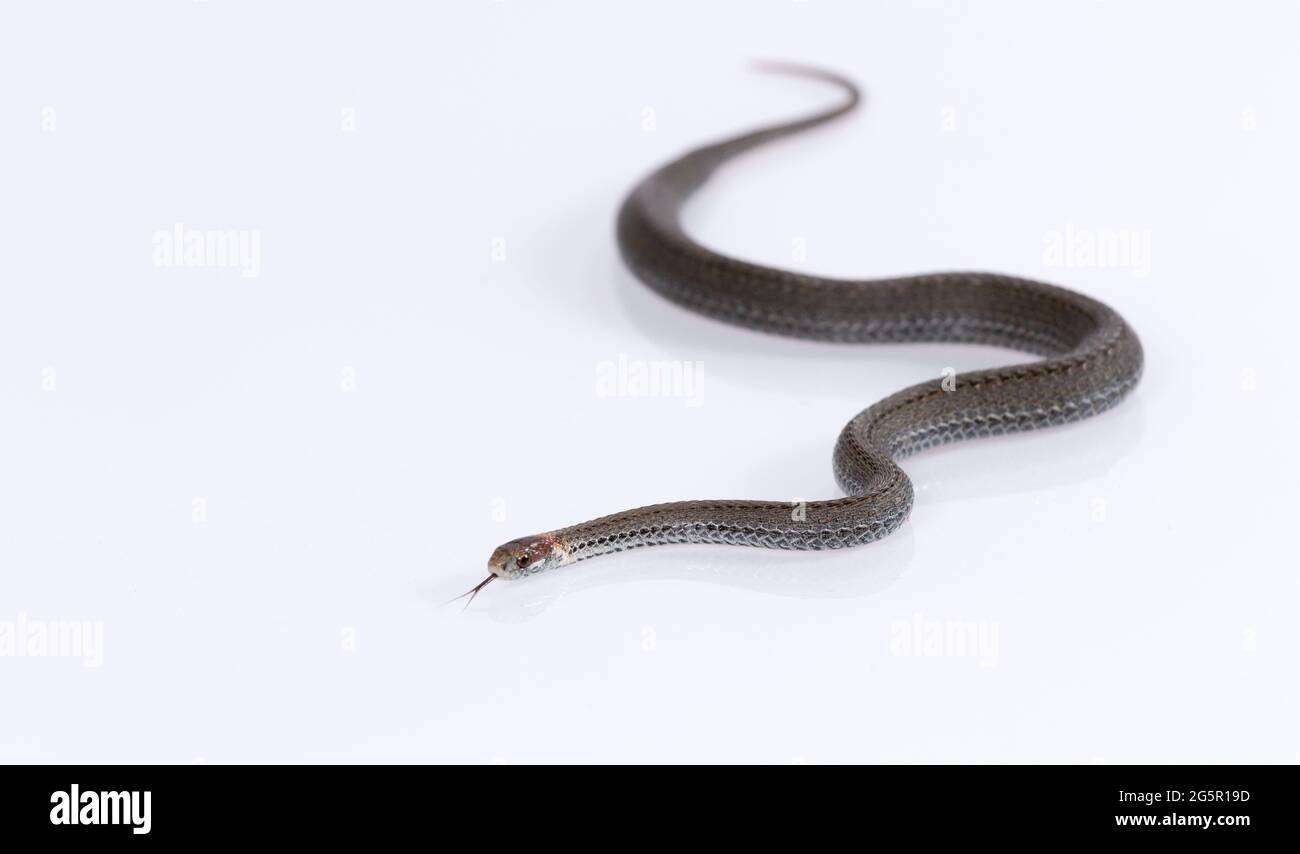 Gemeine ringhalsige Schlange isoliert auf weißem Hintergrund Stockfoto