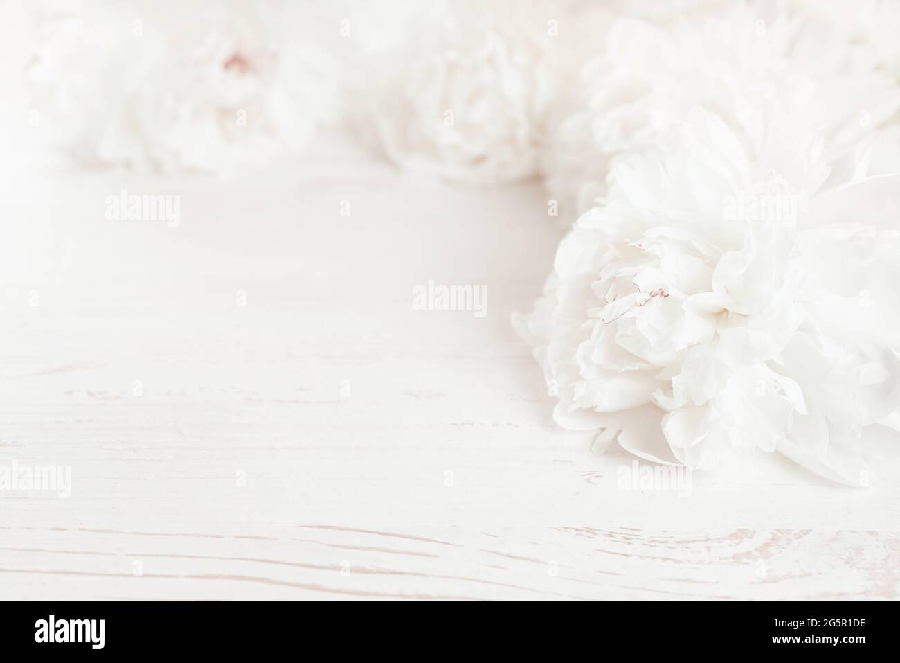 Wunderschöne weiße Pfingstrosen-Blüten auf pastellrosa Hintergrund. Nahaufnahme von weißen Pfingstrosen-Blumen. Heller Hintergrund mit Pfingstrosen. Stockfoto