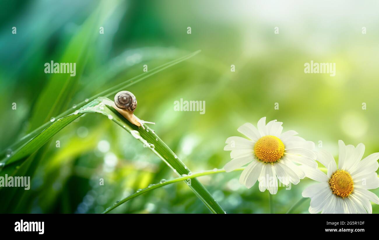 Eine kleine Schnecke in den Strahlen der Sonne in Wassertropfen auf dem grünen Gras kriecht. Natur nach dem Regen. Schöner natürlicher Sommerhintergrund. Bri Stockfoto