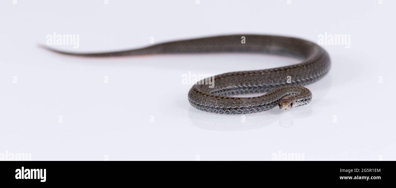 Gemeine ringhalsige Schlange isoliert auf weißem Hintergrund Stockfoto
