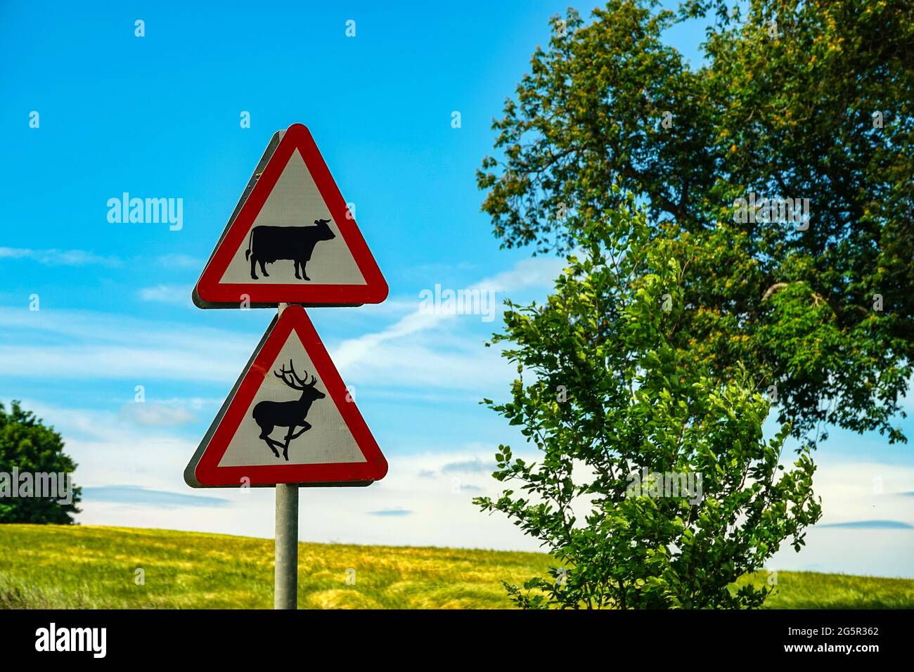 Straßenschild mit Kuh und Hirsch auf dem Land, Bedale, North Yorkshire, England, Großbritannien Stockfoto