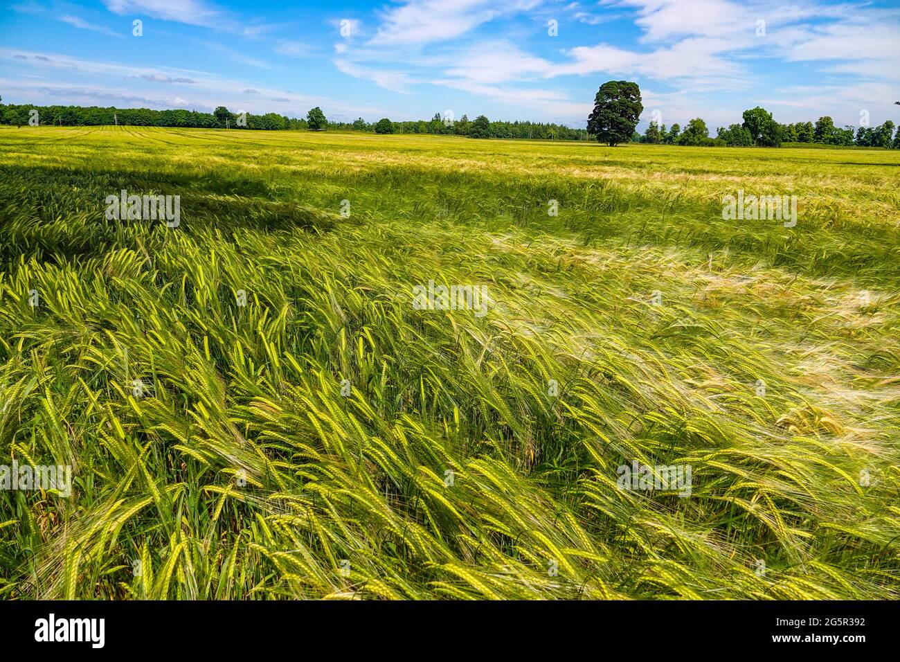 Große Felder von Getreide, Gerste, wächst bei Sommerwetter, Bedale, North Yorkshire, England Stockfoto