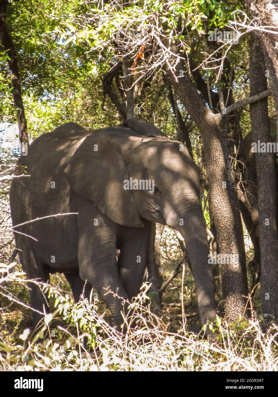 Ein afrikanischer Elefantenbaby, Loxodonta africana, steht im Schatten eines Akaziendickichts im Buschveld des Krüger-Nationalparks Stockfoto