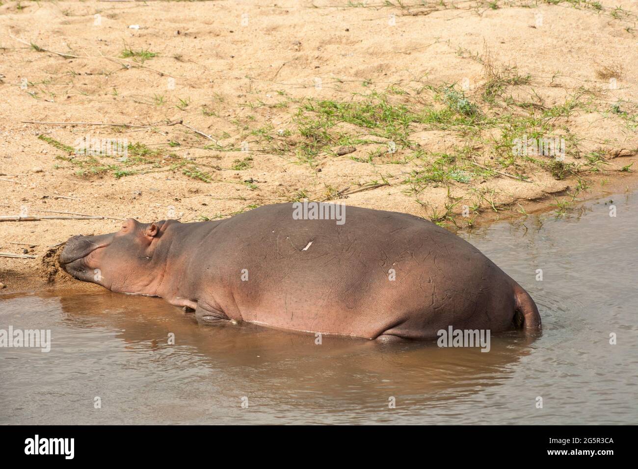 Ein Nilpferd, der ein Nickerchen macht, während er sich am Rande eines Staudamms im Krüger National Park, Südafrika, sonnt Stockfoto