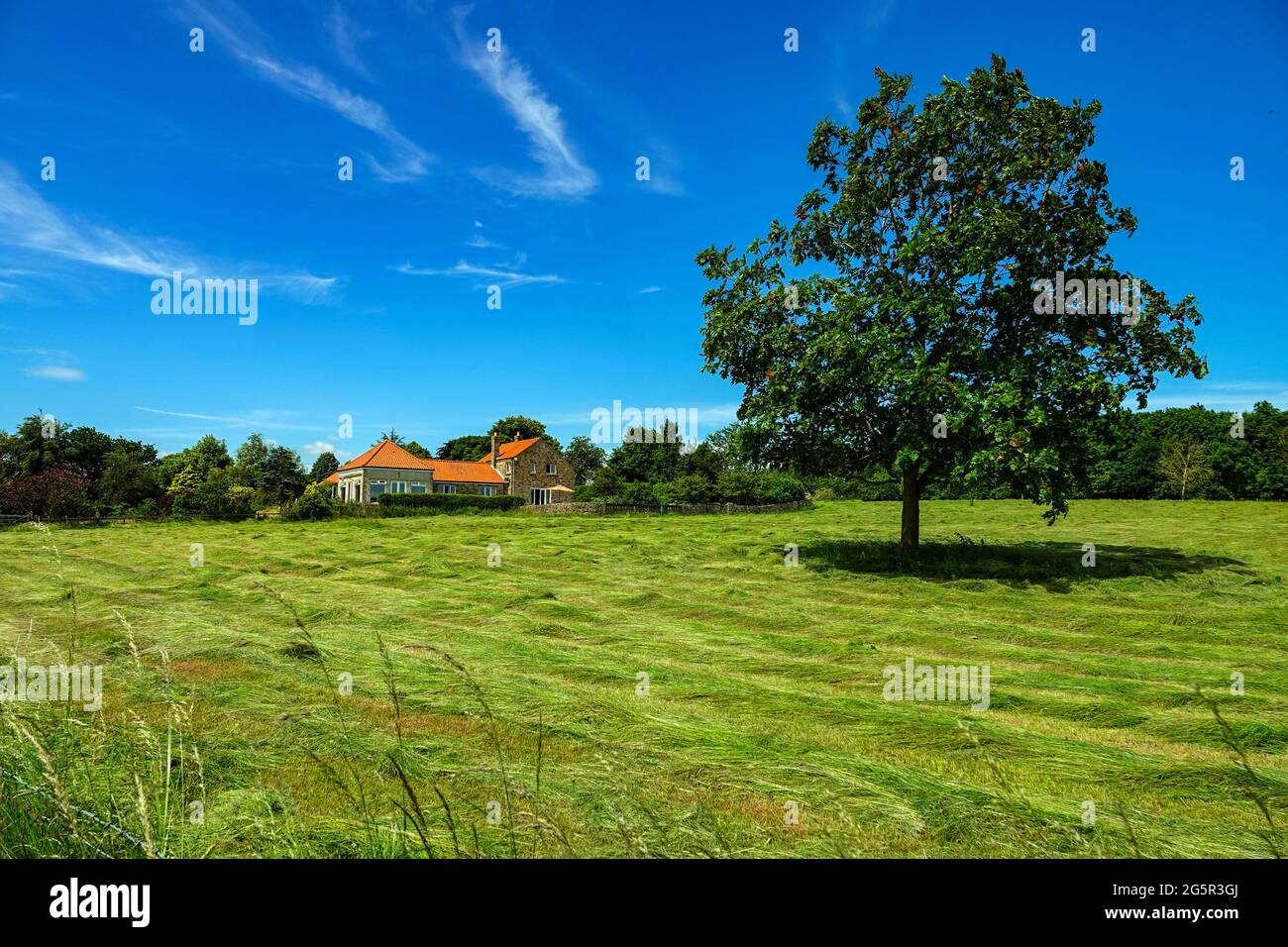 Große Felder von Pflanzen, die bei Sommerwetter wachsen, Bedale, North Yorkshire, England Stockfoto