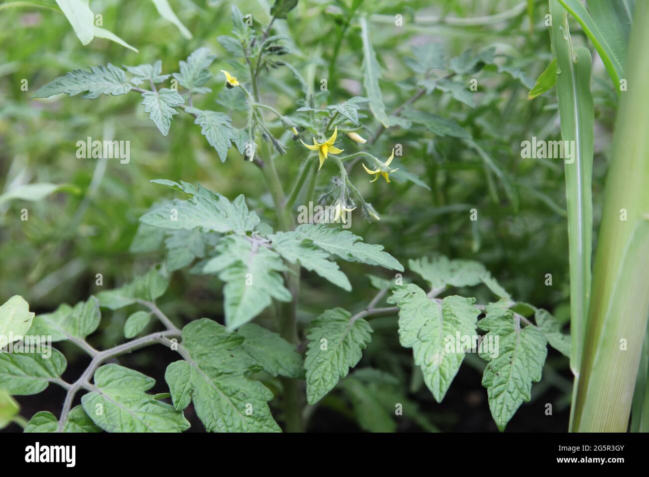 Patio Cherry Tomato plant flowing closeup, Lemon Sherbet, growing in Allotment in UK Garden, Summer June 2021 Stockfoto