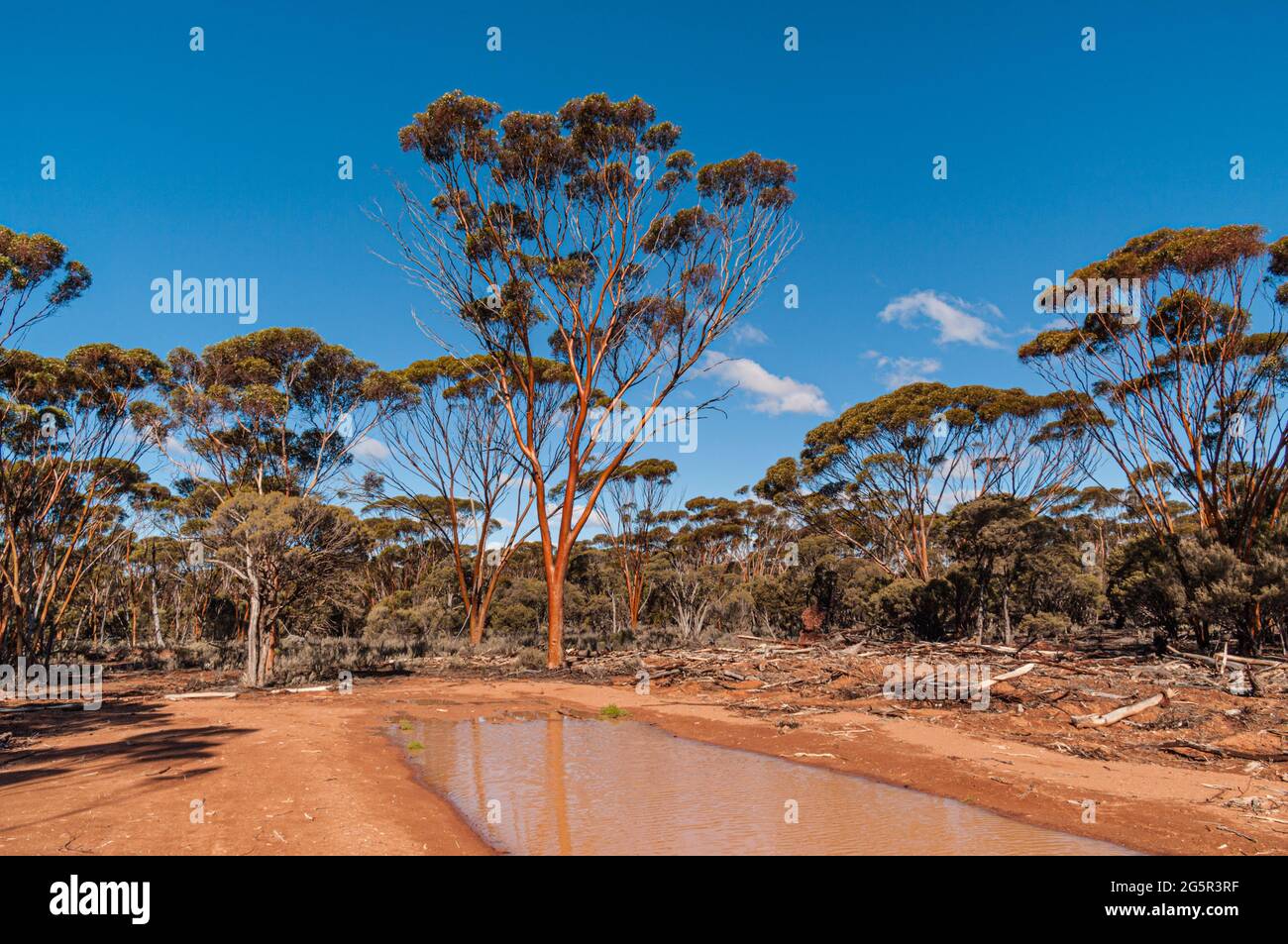 LACHS GUMS, EUCALYPTUS SALMONOPHOIA, WESTERN AUSTRALIA, AUSTRALIEN Stockfoto