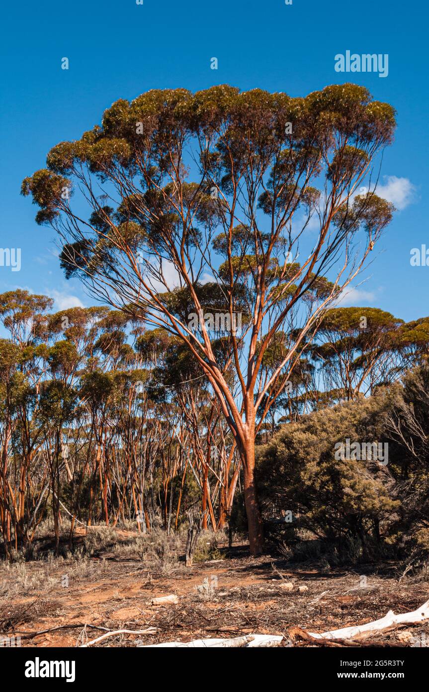 LACHS GUMS, EUCALYPTUS SALMONOPHOIA, WESTERN AUSTRALIA, AUSTRALIEN Stockfoto