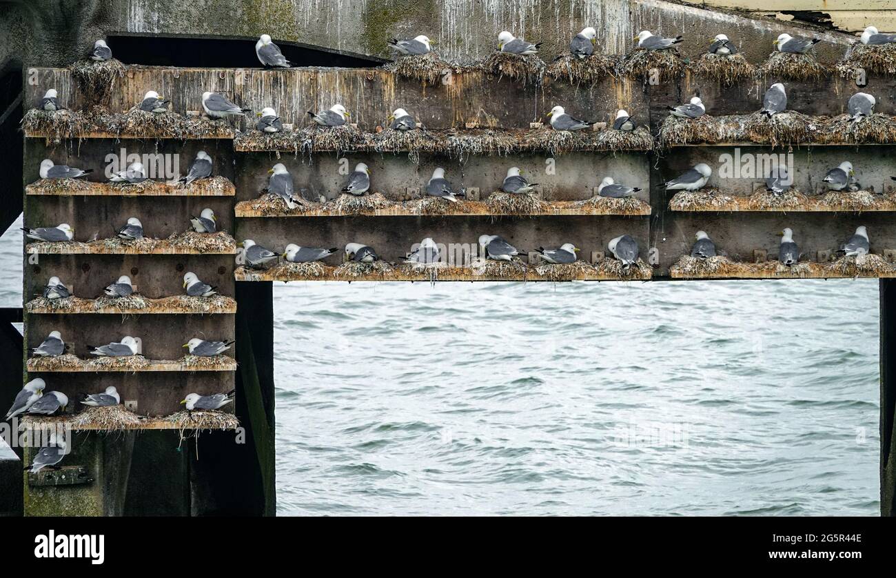 Schwarzfußkittiwake-Kolonie brütet auf künstlichen Plattformen in den Mumbles, Swansea, Südwales Stockfoto